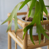 BROOK Planter, Tall - Natural